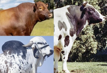 El angus Cardenal, el gyr Sansao y el holstein Arlinda Chief han sido calificados entre los mejores toros de sus respectivas razas. Foto: fincasadhana.mx - defrentealcampo.com.ar - marcapaisuruguay.gub.uy Mejores toros, mejor toro gyr, mejor toro angus, mejor toro holstein, mejor toro brahman, Sansao, Arlinda Chef, Cardinal, mejor ganado bovino, best Bulls, mejores toros para reproducción, mejores toros en la historia, ganado bovino, ganadería bovina, carne, leche, ganaderos, ganaderos colombia, ganado, vacas, vacas Colombia, bovinos, Ganadería, ganadería colombia, noticias ganaderas, noticias ganaderas colombia, CONtexto ganadero, contextoganadero