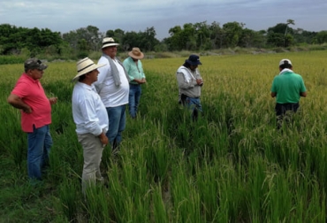 Villanueva es un profesional que desde el 2008 ha venido trabajando con una empresa que se encarga de impulsar variedades de arroz y líder en pasturas. Foto: Cortesía Ganadería, ganadería colombia, noticias ganaderas, noticias ganaderas colombia, CONtexto ganadero, ganadería en colombia, obstaculos ganaderia en Colombia, Jairo Villanueva, Semillano, semillas, establecimiento de pasturas, agricultor antes que ganadero, futuro del agro colombiano