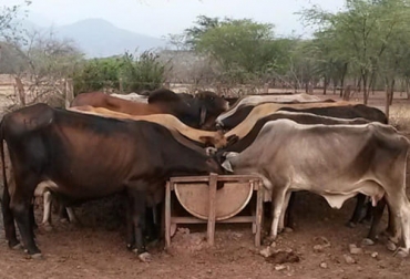 El productor asegura que desde hace 25 años está trabajando en el campo gracias al amor infundido por su familia. Foto: Cortesía. Hacienda El Palmar alberga charolais, charbray y los primeros canchim de Colombia