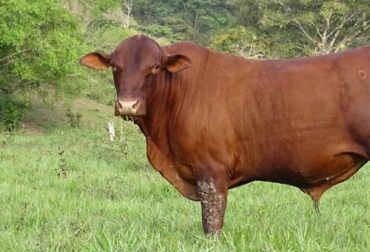 La raza Velásquez tiene una gran tradición y es apetecida por ganaderos que tienen sus fincas en climas cálidos. Foto: Cortesía La raza Velásquez tiene gran longevidad, adaptabilidad y buena producción.