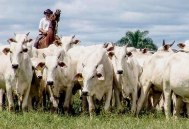 El ganado bovino y la industria ganadera tuvieron un rol importante en el proceso de independencia en Colombia liderado por Simón Bolívar. Foto: infobae.com ganadería en la independencia de Colombia