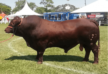 El origen de la raza se remonta a Texas y su llegada a Colombia en 1940, año en el que fue oficialmente reconocida en EEUU. Foto: Zoovectesmipasion.com Origen y llegada a Colombia ganado Santa Gertrudis