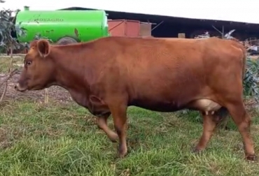 En la finca La Milagrosa crearon una raza sintética entre simmental y jersey con buenos resultados. Foto: Cortesía Ejemplar del cruce de simmental y jersey