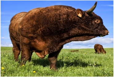Entre las características de la raza salers está su alto nivel de productividad, y en los toros, su fertilidad y fecundidad. Características de la raza salers