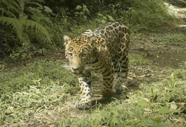 El jaguar es un animal que demuestra que el hábitat está en un estado óptimo y en equilibrio ecosistémico, por eso su presencia es un buen indicador. Foto: Red Prensa Verde jaguar