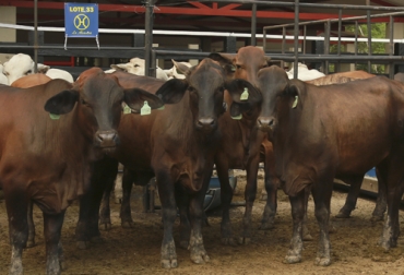El ganado producido en la finca La Alcancía se caracteriza porque es alimentado únicamente a pasto. Foto: Fedegán-FNG Ganado finca La Alcancía