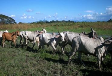 Entre 200.000 y 300.000 reses se trasladaron en los últimos meses. Foto: CONTexto Ganadero. Trashumancia ganadera.jpg