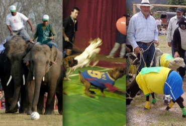 Aprovechando la coyuntura mundialista, en diversos países los animales se juegan sus propios partidos de fútbol. Foto: CONtexto Ganadero. mundial de animales