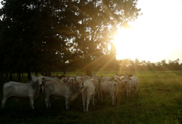 Para algunos productores el uso de criollos sería un retroceso en la ganadería, estudios comprueban lo contrario. Foto: CONtexto ganadero. Ganadería colombiana