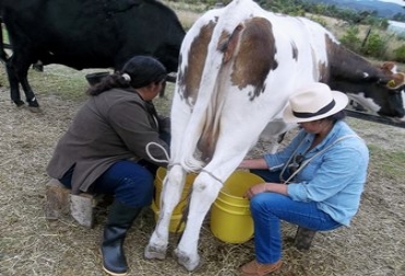 Sentarme fue lo más fácil. “Como está preñada produce menos leche” explicaba Ángela, la esposa del mayordomo en la finca 'La Ilusión'. Foto: Isabela Tenorio. Ordeño_manual_de_ganado.jpg