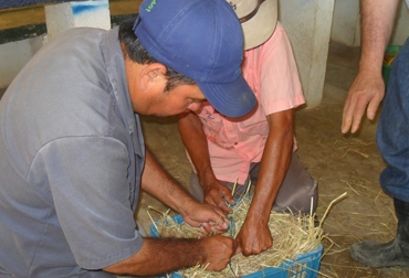 Con canastas de plástico, un trozo de cuerda delgada y pasto seco se forman las pacas de heno. Foto: Archivo particular Con canastas de plástico, un trozo de cuerda delgada y pasto seco se forman las pacas de heno, vitales para épocas críticas.