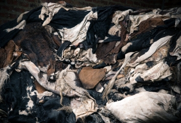 De las pieles viven cientos de colombianos, quienes pagan $100 mil por cada cuero que compran y deben invertirle $70 mil para transformarlo. Foto: Unimedios. curtiembres en colombia
