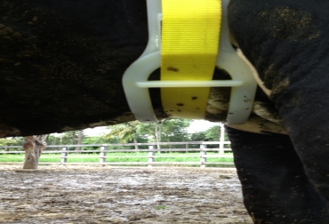 Esta herramienta ya está dando mucho de que hablar en países como Argentina, Uruguay y México. Foto: Édgar López / Celotor Collar celotor para detectar celo en vacas
