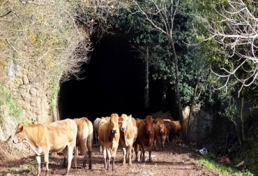 El túnel ganadero, es mal usado por conductores para hacer retorno. Foto: CONtexto Ganadero. Conductores en la vía Girardot-Ibagué, usan un túnel ganadero para realizar retorno vial.