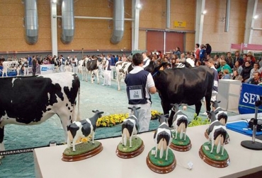 En el mundo frisón los concursos se organizan por edades. Terneras, novillas y vacas. Foto: abc.com. concurso de belleza de vacas