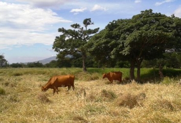 Yesid cuenta con 120 semovientes de la raza Lucerna. Foto: CONtexto Ganadero. Raza Lucerna