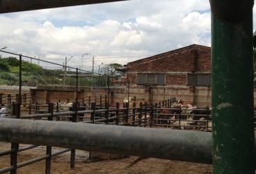 Envicárnicos presta varios servicios a la comunidad, entre los que se destaca el tratamiento de canal fría o caliente. Foto: CONtexto Ganadero. Planta de Sacrificio en Antioquia.