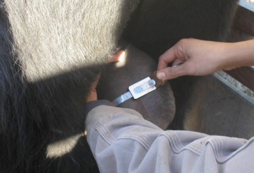 Según Huertas, esta estrategia ayuda a mejorar la selección de toros por capacidad reproductiva. Foto: www.veterinariajauke.com.ar. el moñito fertilidad del toro