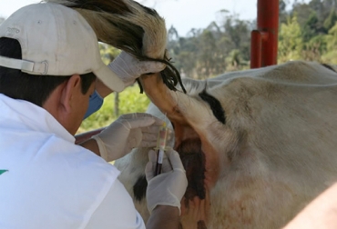 Recuerde tener siempre como su aliado número uno a un médico veterinario. Foto: ICA. primeros auxilios veterinaria