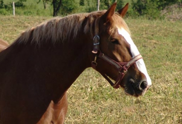 Equinos de diferentes razas asisten a la prueba de fuerza, una de las más emotivas que se vivió en Agroexpo. Foto: Asociación Colombiana de Criadores de Caballos de Tiro Pesado. Equinos de tiro pesado