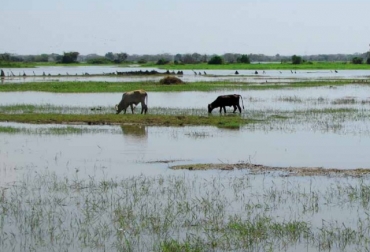 El cambio climático que sufre el país nos acostumbrará a que las inundaciones sean frecuentes. Foto: Fedegán. Fenómeno de la Niña en Colombia.