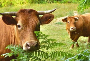 La raza Limousin, proveniente de la rocosa región de Limoges es una zona que se caracteriza por tener suelos áridos, bosques y montes con un clima riguroso. Foto: Asolimousín La raza Limousin en Colombia
