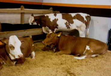 Los animales necesitan que alguien los cuide en la noche. Esa tarea es de los jornaleros. Foto: CONtexto Ganadero. Los jornaleros que cuidan animales en Agroexpo
