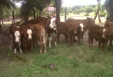 Con 33 ejemplares Simbrah empezó el repoblamiento de la raza en Colombia. Foto: Agropecuaria Saturno Raza Simbrah en Colombia
