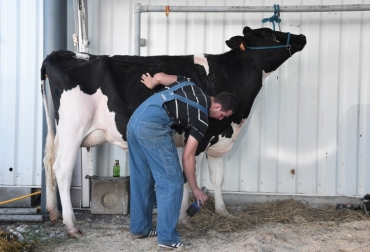 Tanto vacas como toros se someten a los tratamientos de expertos que tienen la tarea de realzar los mejores atributos de la bestia. Foto: AFP. la belleza de las vacas