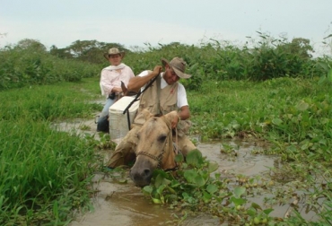 Ángel Luna recorre caminos por los cuales el caballo apenas alcanza a asomar la cabeza y en los que es necesario abrirse paso con las manos. Foto: Fedegán Ciclo e vacunación en Córdoba
