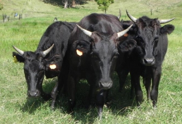 Alrededor de $80 mil puede costar una punta de anca de brahgyu. Foto: Wagyu Colombia. wagyu en colombia