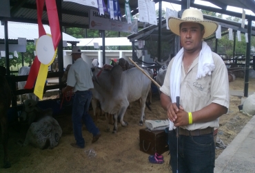 Asarias Tirado solo lleva 2 años como palafrenero y gracias a su desempeño ya ha recibido tres reconocimientos en ferias ganaderas. Foto: CONtexto Ganadero. Crónica palafrenero ganado colombia