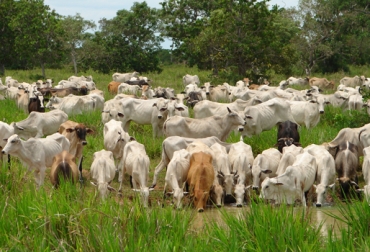 El aumento se produjo por la retención de vientres y las prácticas preventivas que adoptaron los ganaderos en épocas críticas. Foto: Fedegán. Inventario hato bovino 2013 - 2014