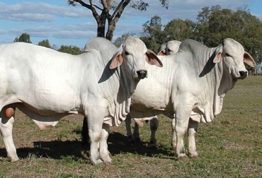 Entre enero y febrero se dejaron de sacrificar 37 mil bovinos. Foto: www.brahman.com.au. sacrificio bovino en colombia