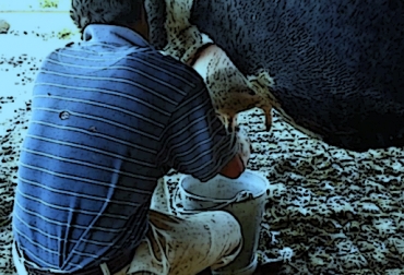 El déficit de la balanza comercial agrícola pasó de US$ -323 millones en 2012 a US$ -1.022 millones en 2014. Foto: CONtexto ganadero. TLC Colombia con Estados Unidos