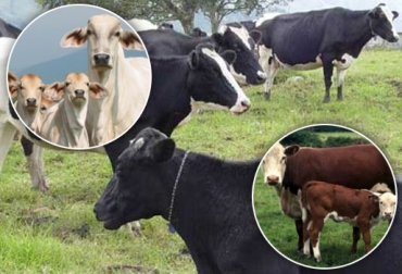 El aumento del inventario se presentó en terneros, con 0,9 %; en hembras, con 0,6 %; y machos, con 1,5 %. CONtexto ganadero-Internet. inventario animal Colombia