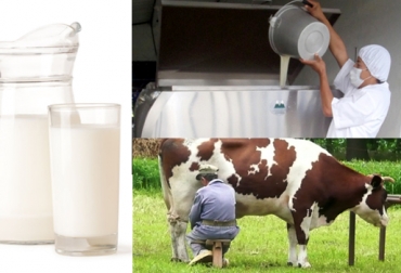 Ganaderos dicen que el Gobierno necesita crear una política lechera para evitar una crisis como la actual. Foto: CONtexto ganadero. colanta leche