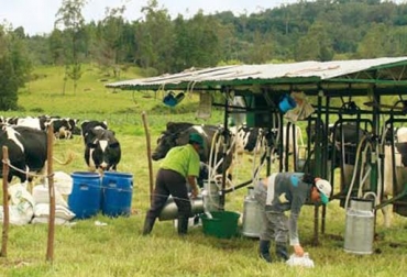 El Ministerio de Agricultura realizará compras públicas de leche por $23 mil millones. Foto: Fedegán. precio de la leche colombia