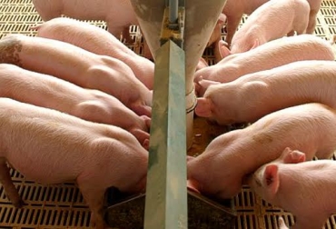 Los porcicultores colombianos pierden entre 20 y $60 mil por animal en el proceso de producción. Foto: www.porcinos.org.ar. crisis porcinos en Colombia
