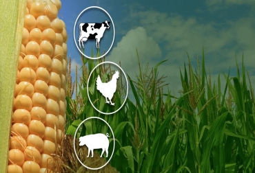En Colombia se producen al año 3 millones de toneladas de maíz amarillo y se importan 4 desde EE.UU. Foto: CONtexto ganadero. Importaciones maíz Colombia