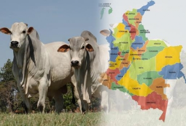 El hato bovino colombiano es de 22 millones 593 mil 283 cabezas. Foto: abc.finkeros.com- CONtexto ganadero. inventario bovino Colombia