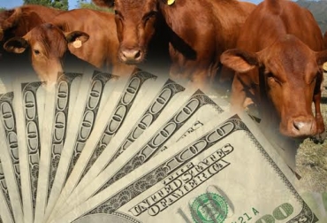 La industria tendrá que optar por la compra del producto nacional ante lo elevado del dólar. Foto: CONtexto ganadero. ganadería dólar devaluación peso colombia