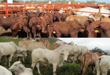 Los precios del ganado flaco y gordo tienden al alza en Colombia. Foto: CONtexto ganadero. ganado en subasta