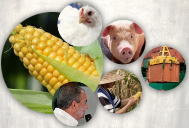 El Gobierno nacional pondrá en marcha el plan ‘Colombia Siembra’ entre 2016 y 2018. Foto: CONtexto ganadero. Plan Colombia Siembra