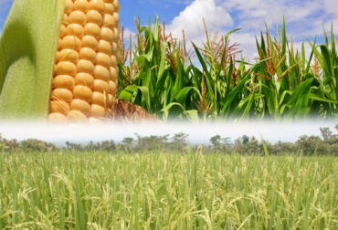 El ministro Iragorri dijo que en noviembre se autorizará la entrada del cereal. Foto: CONtexto ganadero. Cultivo arroz - maíz
