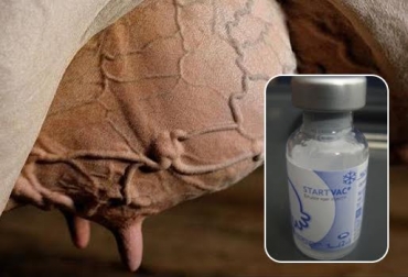 La vacuna Starvac está dirigida a vacas sanas para prevenir la presencia de mastitis. Foto: CONtexto ganadero. vacuna contra mastitis vacas