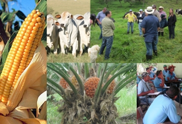 El columnista Indalecio Dangond sugirió que el Dane debe reunirse con los diferentes gremios para determinar cuáles son las cifras reales del censo agropecuario. Foto: CONtexto ganadero. Cifras Dane Censo Nacional Agropecuario