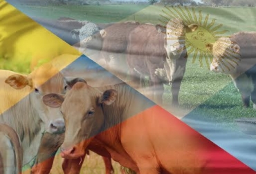 Los productores pecuarios de ambos países tienen un gran arraigo por la actividad ganadera y comparten diferentes visión en el desarrollo de la misma. Foto: CONtexto Ganadero ganadería, actividad, Colombia, Argentina, ganado, consumo, carne, leche