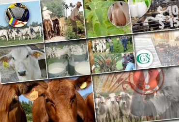 Lo invitamos a tomarse 5 minutos de su tiempo para darle una completa lectura a la realidad rural del país. Foto: CONtexto ganadero. noticias sobre ganadería colombiana