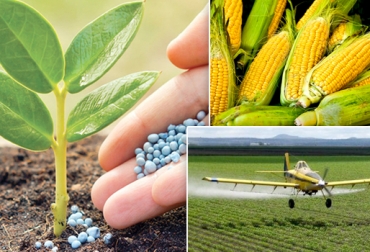 De acuerdo con Asoporcicultores, el maíz que se importe a 0 % terminará en mayo. Foto: CONtexto ganadero. Insumos sector agropecuario